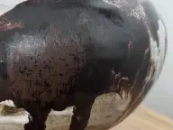 Glassy Wood